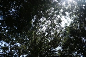 DSCF4844